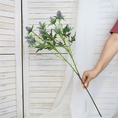 Hoa nhím biển trang trí đẹp