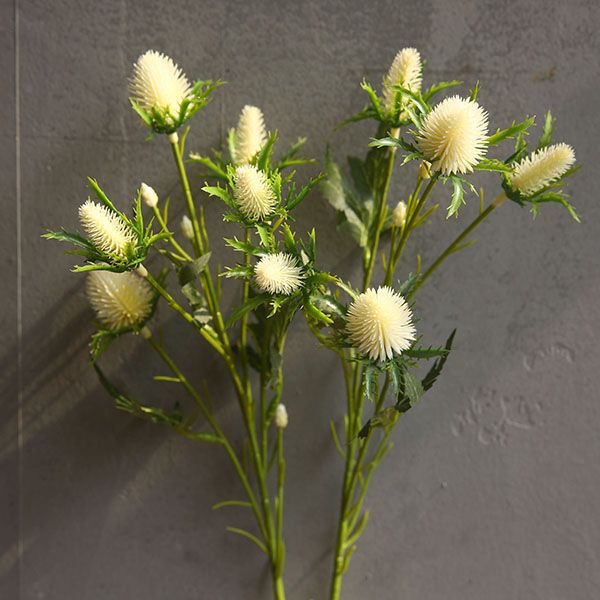 Hoa nhím biển trang trí đẹp