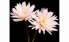 Hoa quỳnh vải cao cấp trang trí