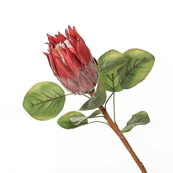 Hoa thảo đường hoàng đế cao cấp