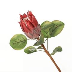 Hoa thảo đường hoàng đế cao cấp