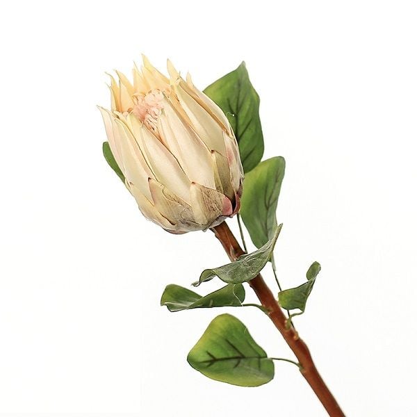 Hoa thảo đường hoàng đế cao cấp