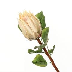 Hoa thảo đường hoàng đế cao cấp