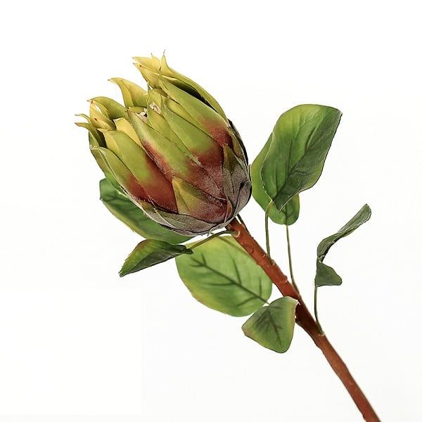 Hoa thảo đường hoàng đế cao cấp