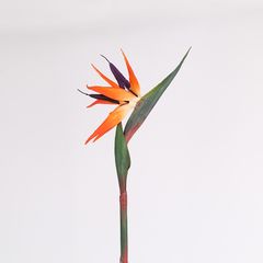 Hoa thiên điểu giả