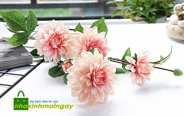 Hoa thược dược vải cành dài