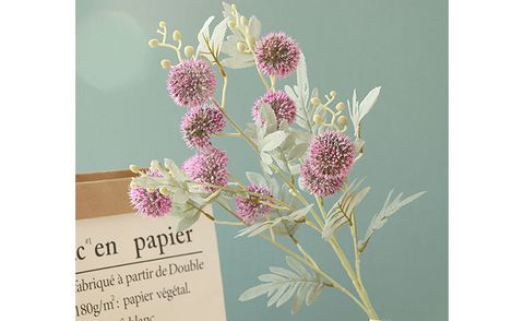 Hoa tuyết cầu gai trang trí