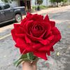 Hoa hồng nhung giả trang trí