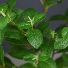 Cành lá bạc hà giả trang trí