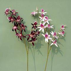 Lan hoàng thảo giả trang trí