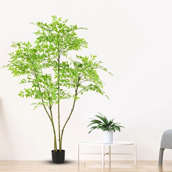 Cây nam thiên trúc giả nhiều thân