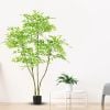 Cây nam thiên trúc giả nhiều thân
