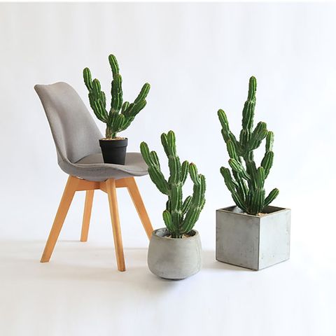 Mua xương rồng thanh sơn giả trang trí đẹp - Hàng nhập khẩu giá tốt