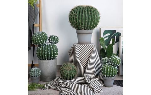 xương rồng tròn echino giả trang trí