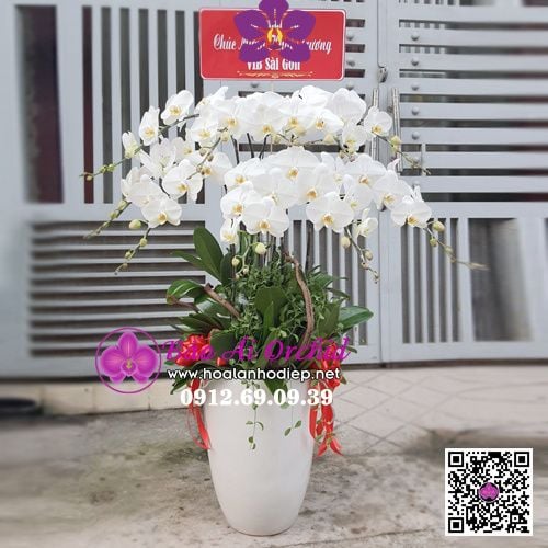 Bình hoa lan biếu tết 2021 LHD-626