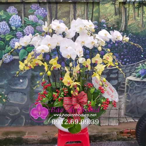 Chậu hoa lan hồ điệp 12 cành trắng phối vàng LHD-550