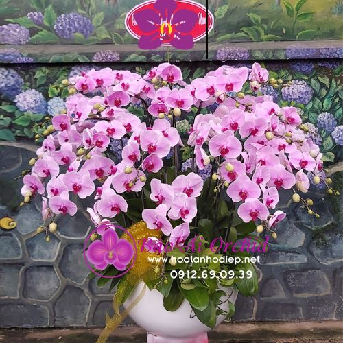  Bình hoa lan biếu tết hồng phấn LHD-577 