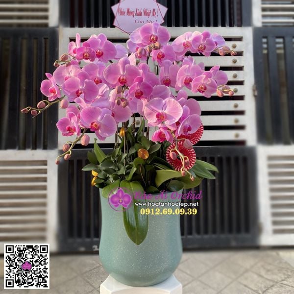 chậu hoa lan hồ điệp 10 cành hồng
