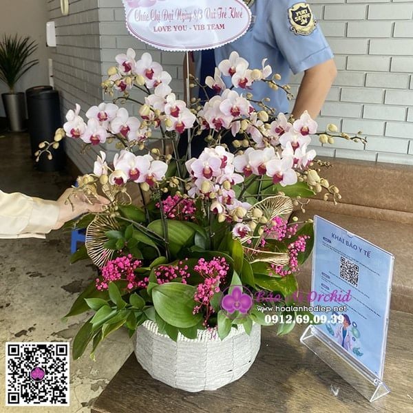 chậu hoa lan để bàn mini nhí