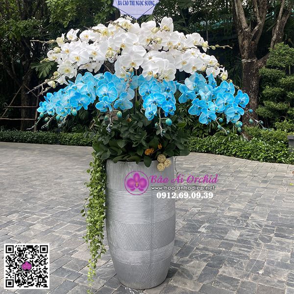  Bình hoa lan mix màu xanh - trắng LHD-662 