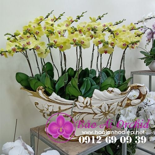 thuyền hoa lan hồ điệp chúc mừng