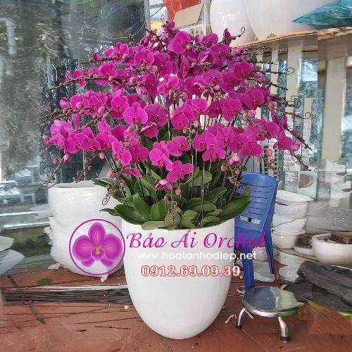 Chậu hoa lan tím siêu VIP 40 cành