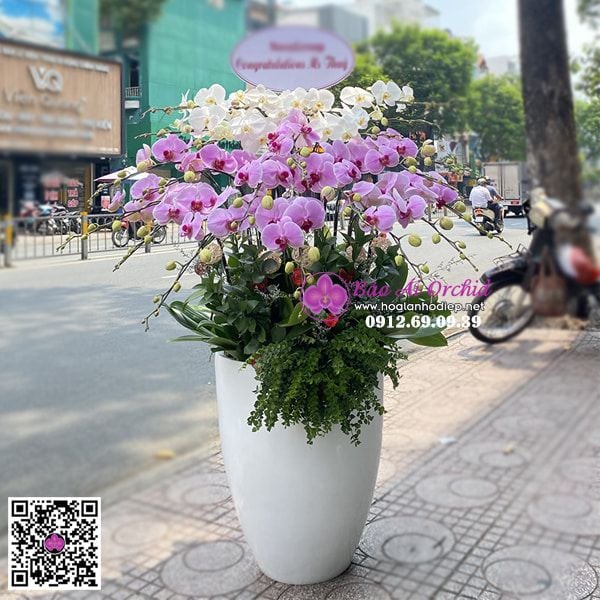 bình hoa lan hồ điệp  mix màu đẹp