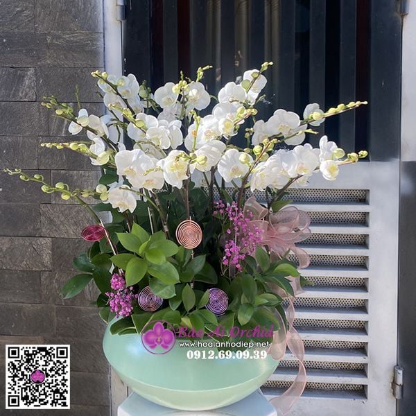 Hoa lan hồ điệp, hoa lan mini trắng