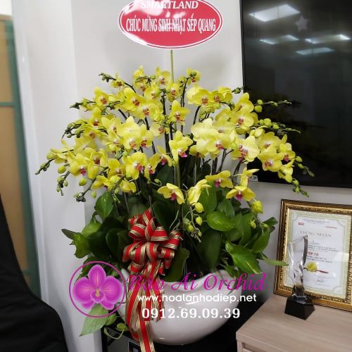Chậu hoa lan vàng mừng sinh nhật VIP 25 cành siêu đẹp