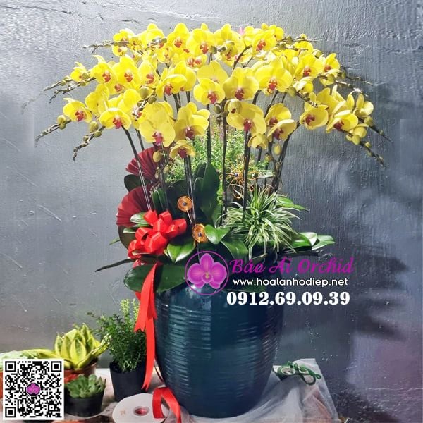Chậu hoa lan vàng biếu tết 2022 LHD-652