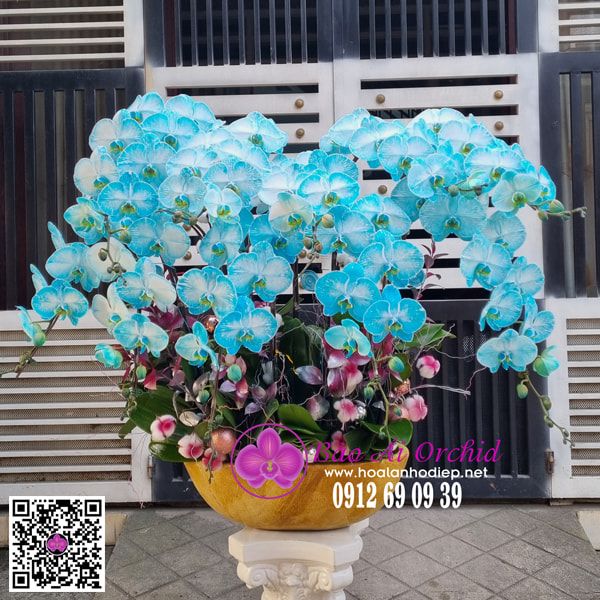 chậu hoa lan hồ điệp xanh siêu đẹp