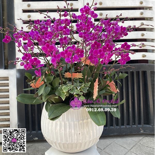 Bình hoa lan mãn thiên hồng siêu đẹp