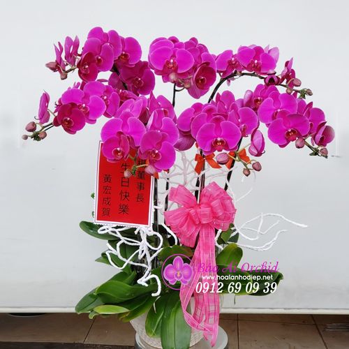 Chậu lan tím 7 cành mừng khai trương