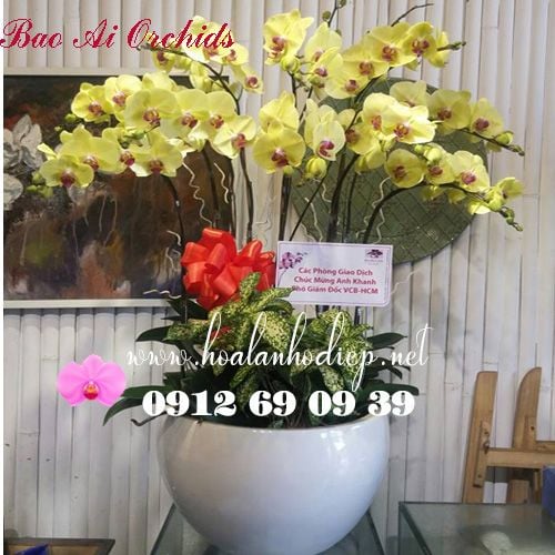 binh hoa lan ho diep vang bieu tet sang trong