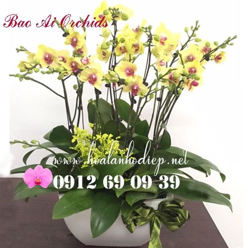 chậu hoa lan vàng