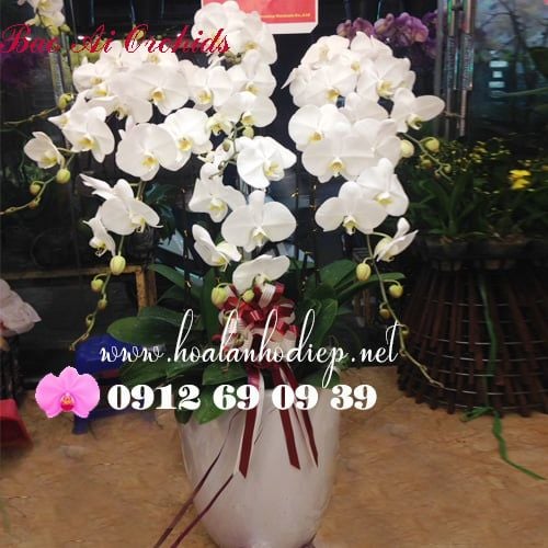 bình hoa lan hồ điệp trắng 9 cành siêu đẹp