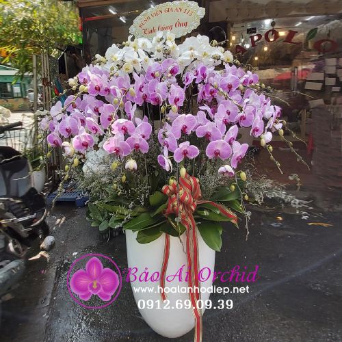 chậu hoa lan hồ điệp siêu đẹp 30 cành trắng hồng  phối