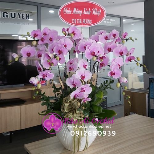Chậu lan hồng 10 cành tặng sinh nhật sếp nữ LHD-572