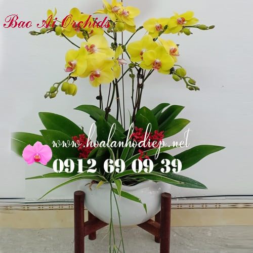  Bình hoa lan hồ điệp 5 cây vàng LHD-392 