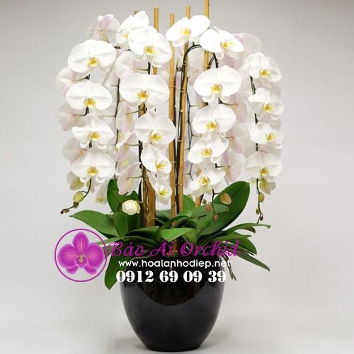 bình hoa lan hồ điệp vip nhất