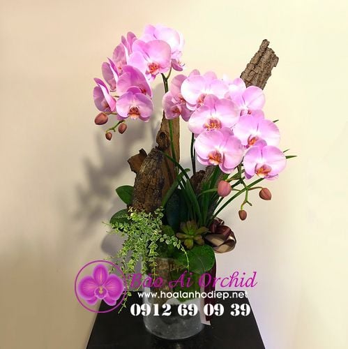 bình hoa lan hồ điệp đẹp