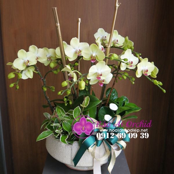 bình hoa lan mini đẹp nhất