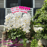  Chậu bonsai hoa lan hồ điệp mix gỗ lũa và tượng phật đẹp LHD-753 