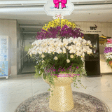  Chậu hoa lan hồ điệp VIP 100 cành LHD-752 