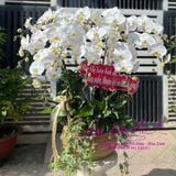  Chậu hoa lan 12 cành trắng xinh đẹp LHD-761 