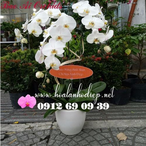 chậu hoa lan hồ điệp trắng 3 cành