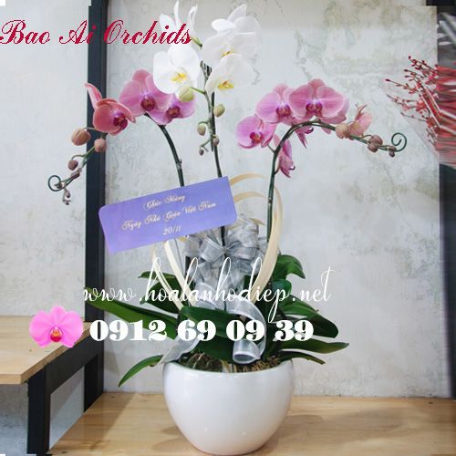 chậu hoa lan hồ điệp 3 cành