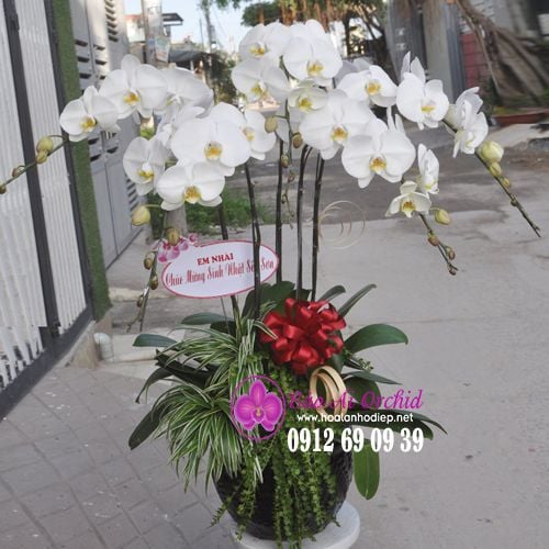 chậu hoa lan 5 cành chúc mừng sang trọng
