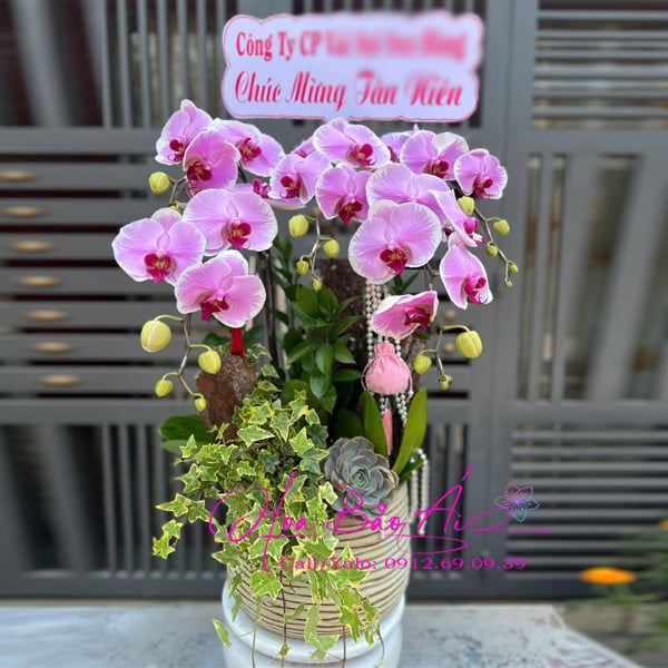  Chậu hoa lan hồng 5 cành đẹp LHD-827 
