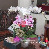  Chậu lan 5 cành giá rẻ tặng tết LHD-571 